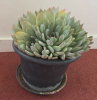 Echeveria Pflanze, 18cm breit, mit Top