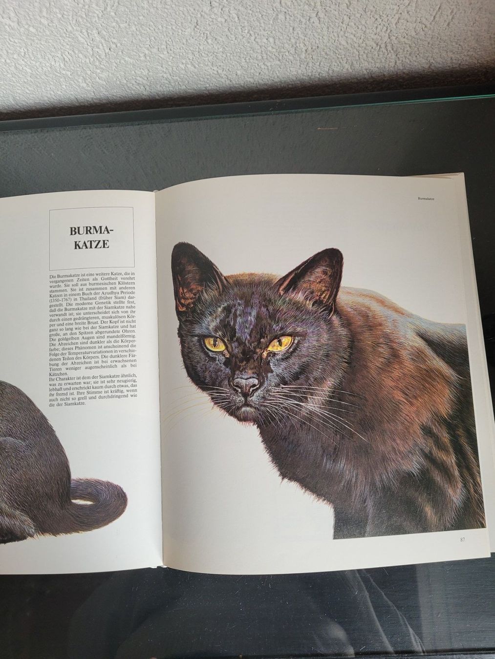 Libri: Katzen – Usato da Pieterlen venduto da Elegance7 1