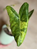 Alocasia Pink Dragon Variegata – Rhizome / Corm 🌱💚