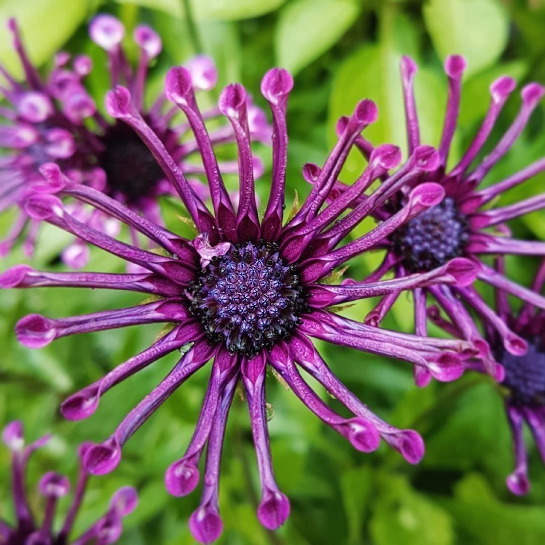 Piante & sementi: Osteospermum ecklonis  FLEUR RARE  10g – Nuovo (secondo la descrizione) da Bremblens venduto da FIBONACCI369 6