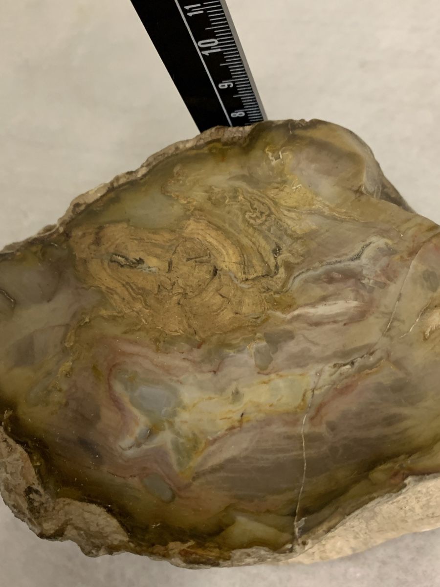 Fossilien: Versteinertes Holz 1.8 kg polierter Stein – Neu (gemäss Beschreibung) aus Erlenbach ZH von Ritschly 3