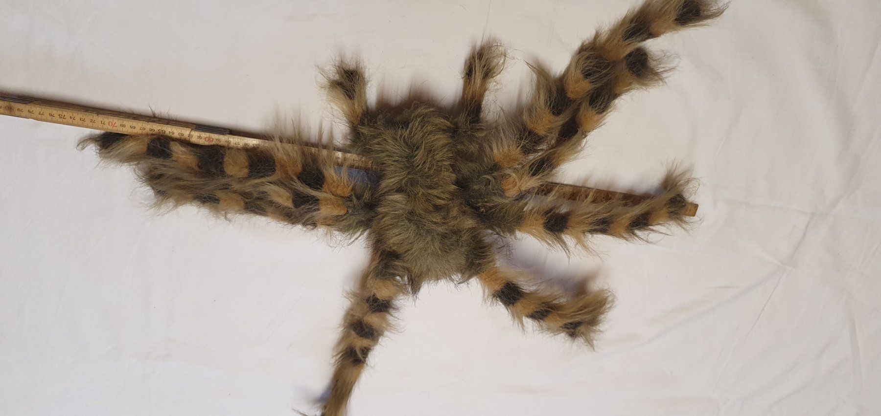 Tutte le decorazioni: Spinne behaart – Usato da Läufelfingen venduto da jac_vp95 3