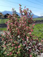 Zierbeeren strauch jungpflanze