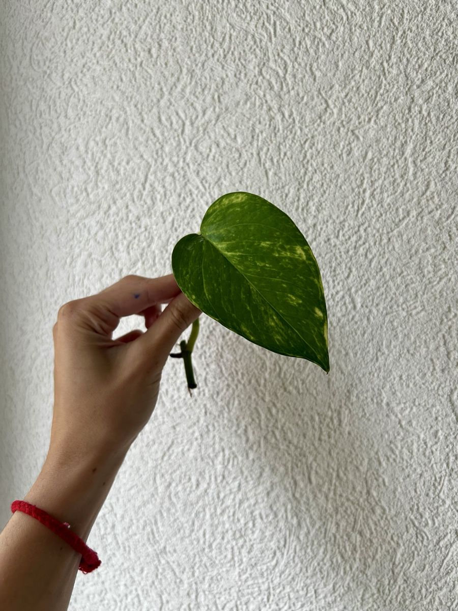 Pflanzen & Samen: Pothos Gold boutures – Gebraucht aus Develier von mel_qd2m 4