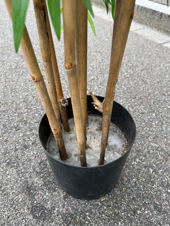 2er Set künstliche Bambuspflanzen Kaufen auf Ricardo