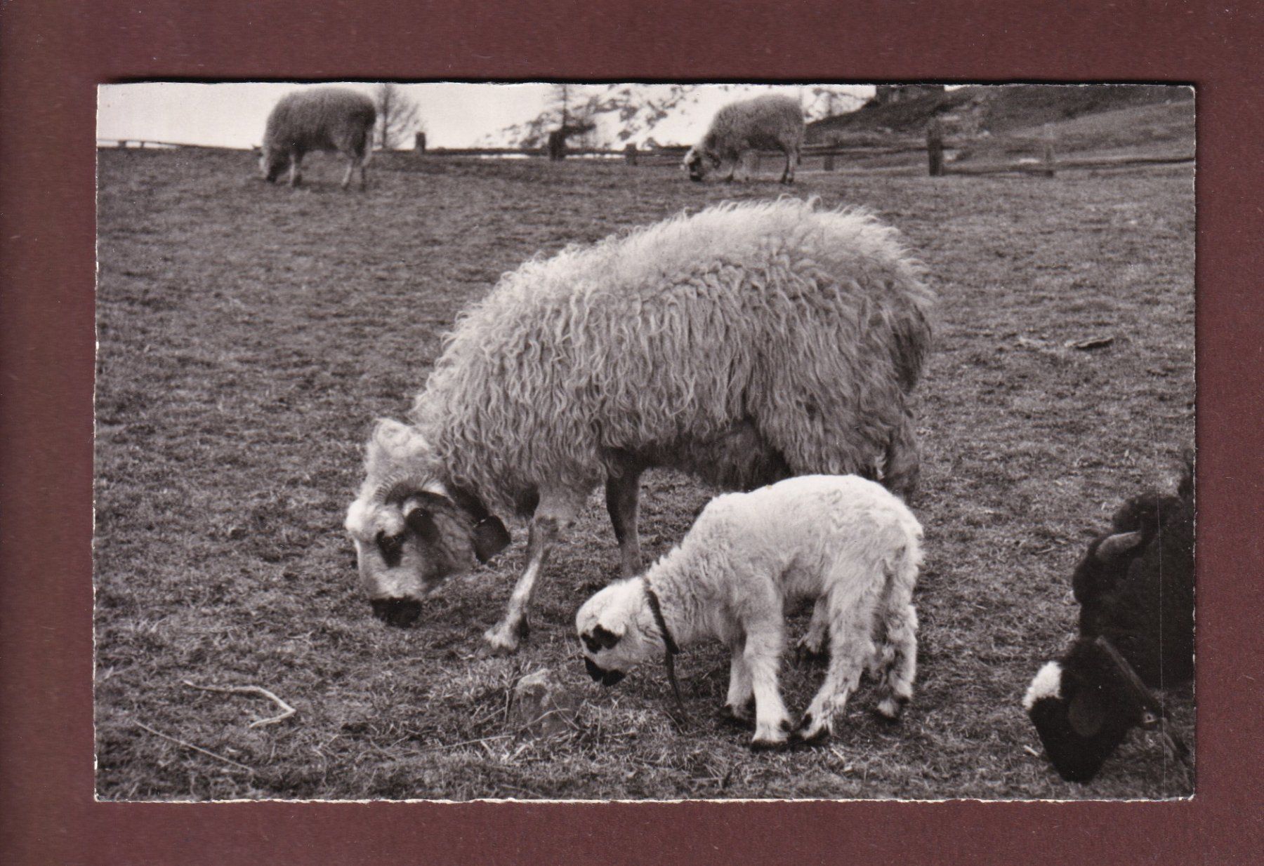 Ansichtskarten: MOUTONS au pâturage – Gebraucht aus Pully von nicecards-shop