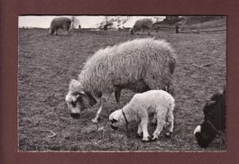 MOUTONS au pâturage