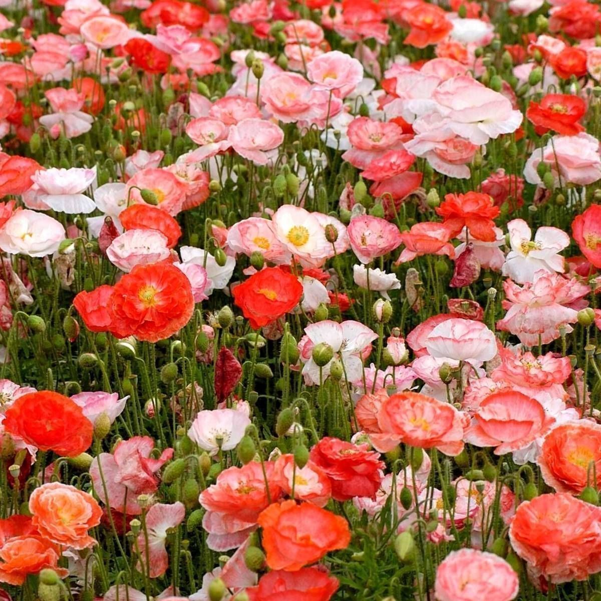 Piante & sementi: 500 Samen Mohn FALLING IN LOVE – Nuovo (secondo la descrizione) da Ehrendingen venduto da VerveinaSamen 1