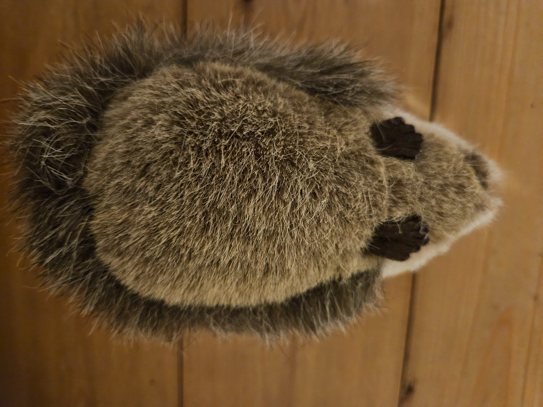 Steiff Giocattoli: NEU Steiff Igel Plüschtier – Usato da Rifferswil venduto da fle_5nqr 2