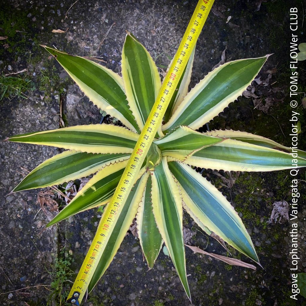Piante & sementi: Agave Lophantha Variegata Quadricolor - top robust – Nuovo e nell'imballaggio originale da Adliswil venduto da astom369 1