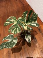 Monstera Thai Constellation💚