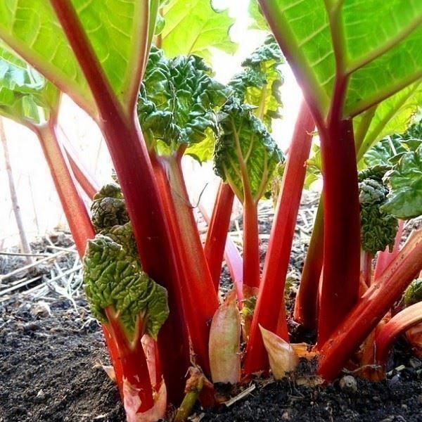 Piante & sementi: RHUBARBE VICTORIA 10g – Nuovo (secondo la descrizione) da Bremblens venduto da FIBONACCI369