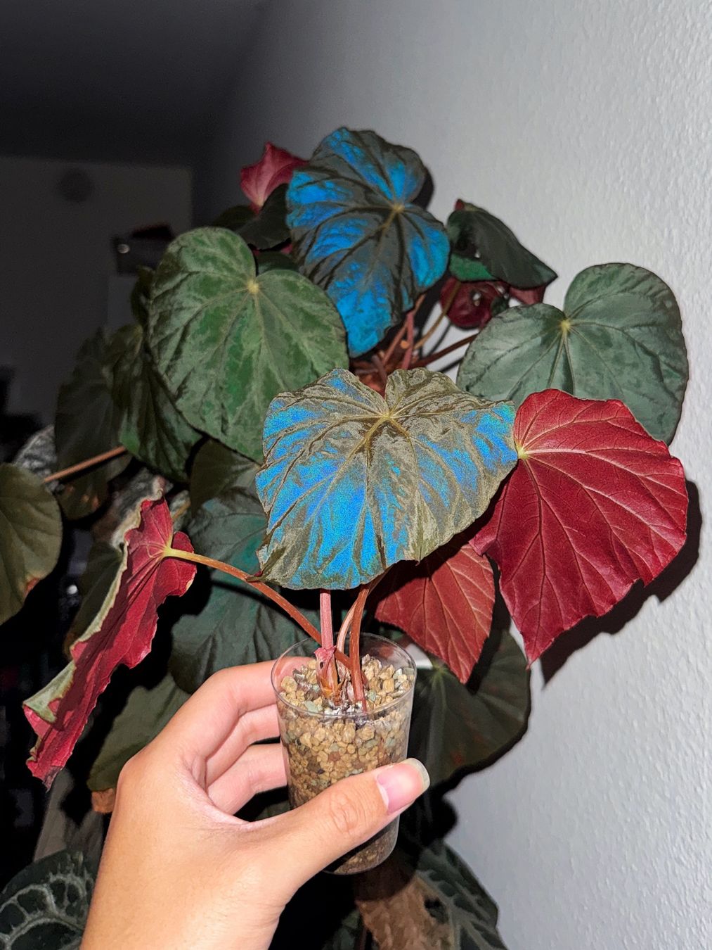 Piante & sementi: Begonia Pavonina #1 – Nuovo (secondo la descrizione) da Bern venduto da plantlover_bern 1