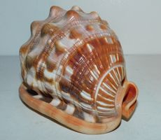 Muschel Fossil - herrliche echte Muschel   9 x 12 x 8 cm