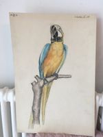 Fantastische Papagei  Signiert&Datiert