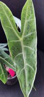 🤩Alocasia Longiloba Lemon Variegata Rhizom 