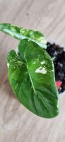 🤩Alocasia Macrorrhiza Albo Variegata Babyplant 