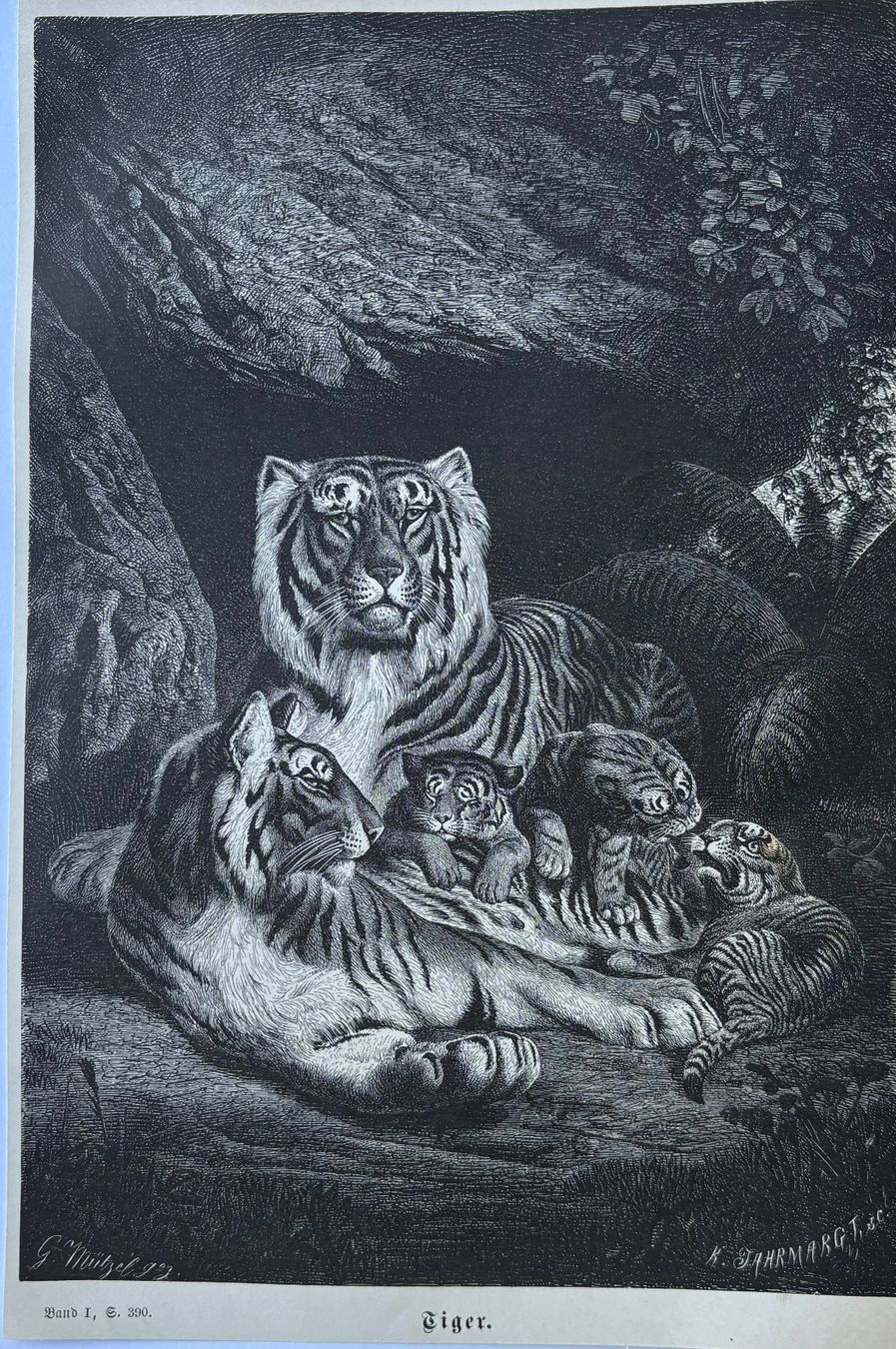 Incisioni: Orig. Holzstich 1876 - Tiger – Usato da Frauenfeld venduto da Merk52