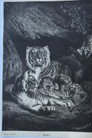 Orig. Holzstich 1876 - Tiger