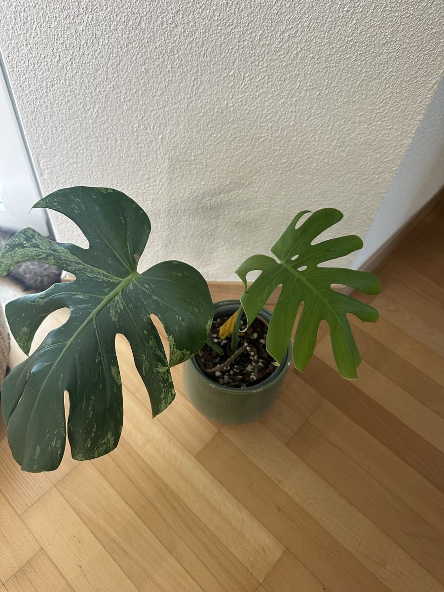 Pflanzen & Samen: Schöne Monstera Mint🌿 – Gebraucht aus Bülach von Nanuk123