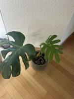 Schöne Monstera Mint🌿
