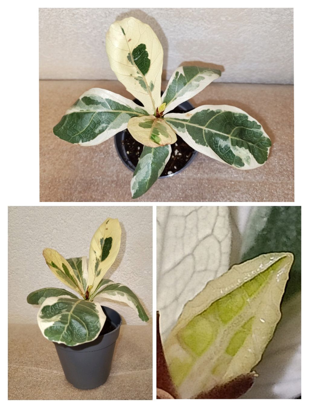 Piante & sementi: Ficus Lyrata Variegata – Nuovo (secondo la descrizione) da schöftland venduto da UniquePlants