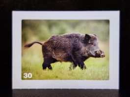 MIGROS MANIA Nature Detectives Nr. 30