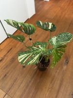 Monstera Thai Medusa extrem selten💚