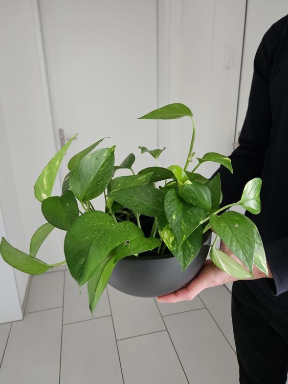 Philodendron Scandens Am Kratiste-Stab – Zimmerpflanze Mit Herzförmigen Blättern, 120 Cm Hoch | Topf 24 Cm, Pflegeleicht & Luftreinigend