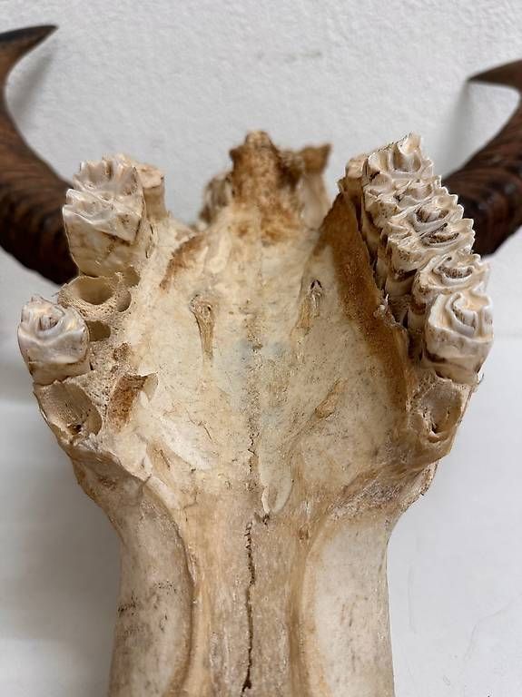 Altre raccolte & rarità: Vintage Wasserbüffel Schädel Trophäe mit Hornscheiden – Usato da Obernau venduto da Arche_Noah_Brocki 7