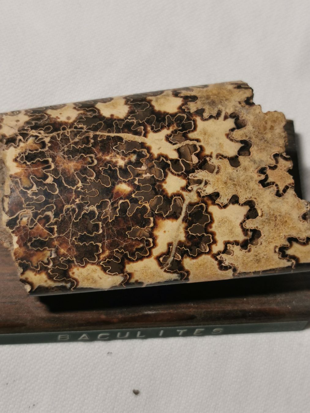 Fossili: Baculites fossil – Usato da Basel venduto da Treasurehunter 3