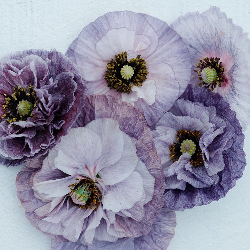 Piante & sementi: 300 Samen Mohn AMAZING GREY Seidenmohn – Nuovo (secondo la descrizione) da Ehrendingen venduto da VerveinaSamen 8