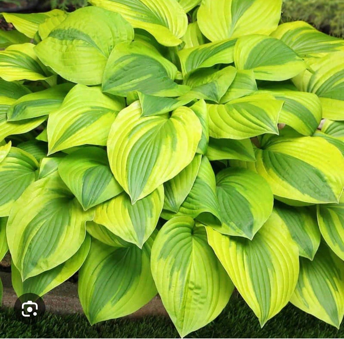 Pflanzen & Samen: Hosta velvet moon 1 – Gebraucht aus Lajoux JU von Briard0 2