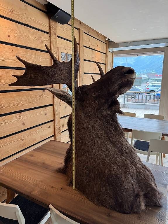 Regale: Elk – Gebraucht aus Lenk im Simmental von KingzCompany 1