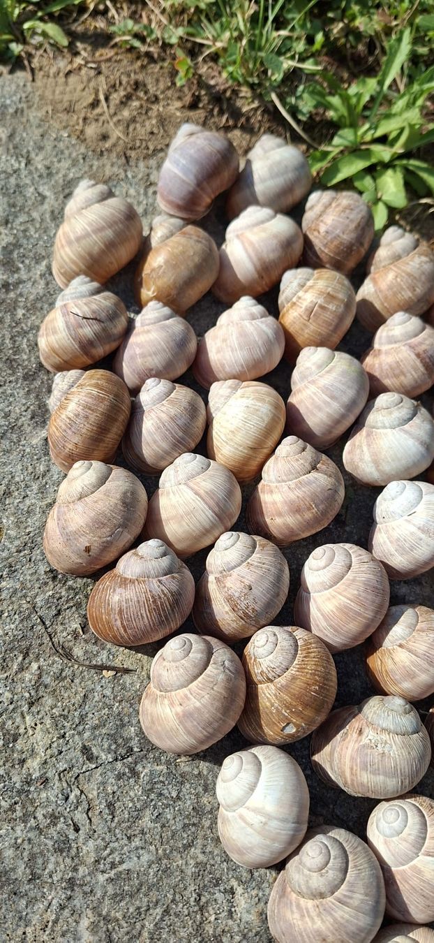 Alle Dekorationen: 66 grosse,echte Schneckenhäuser, – Neu (gemäss Beschreibung) aus Ebnat-Kappel von Zurk 2