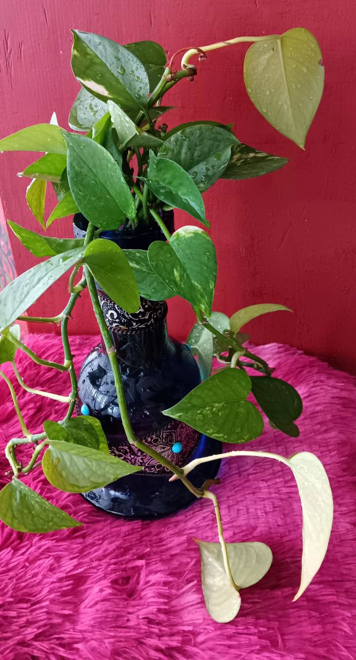 Piante & sementi: Splendido Pothos  - Perfetto per Casa! – Nuovo (secondo la descrizione) da Carena venduto da gra_yz7p