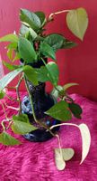 Splendido Pothos  - Perfetto per Casa!