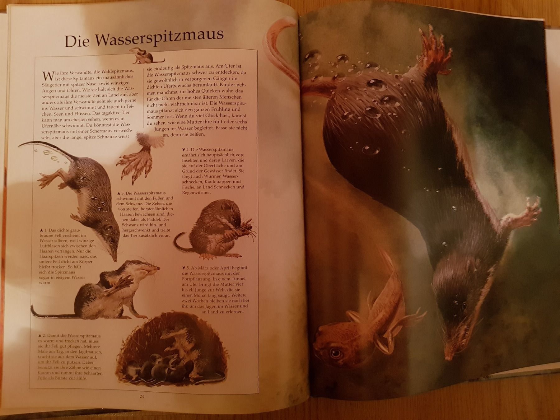 Libri: Buch Tiere an unseren Flüssen und Seen – Nuovo e nell'imballaggio originale da Schwarzenburg venduto da Flamingo07 3