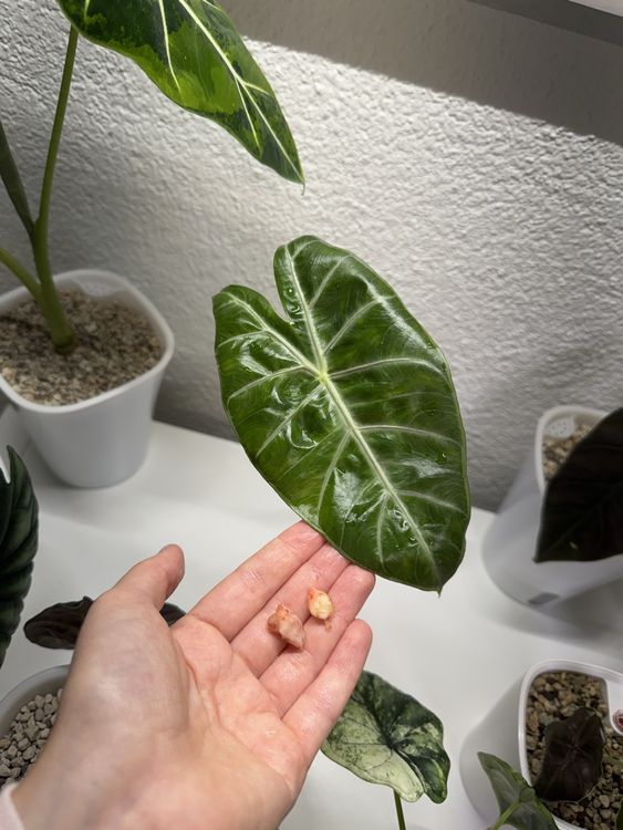 Alocasia Rhizome Kaufen