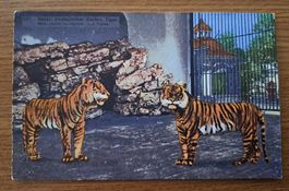 "ZOO de Bâle 1936 - Tigres, carte postale ancienne 