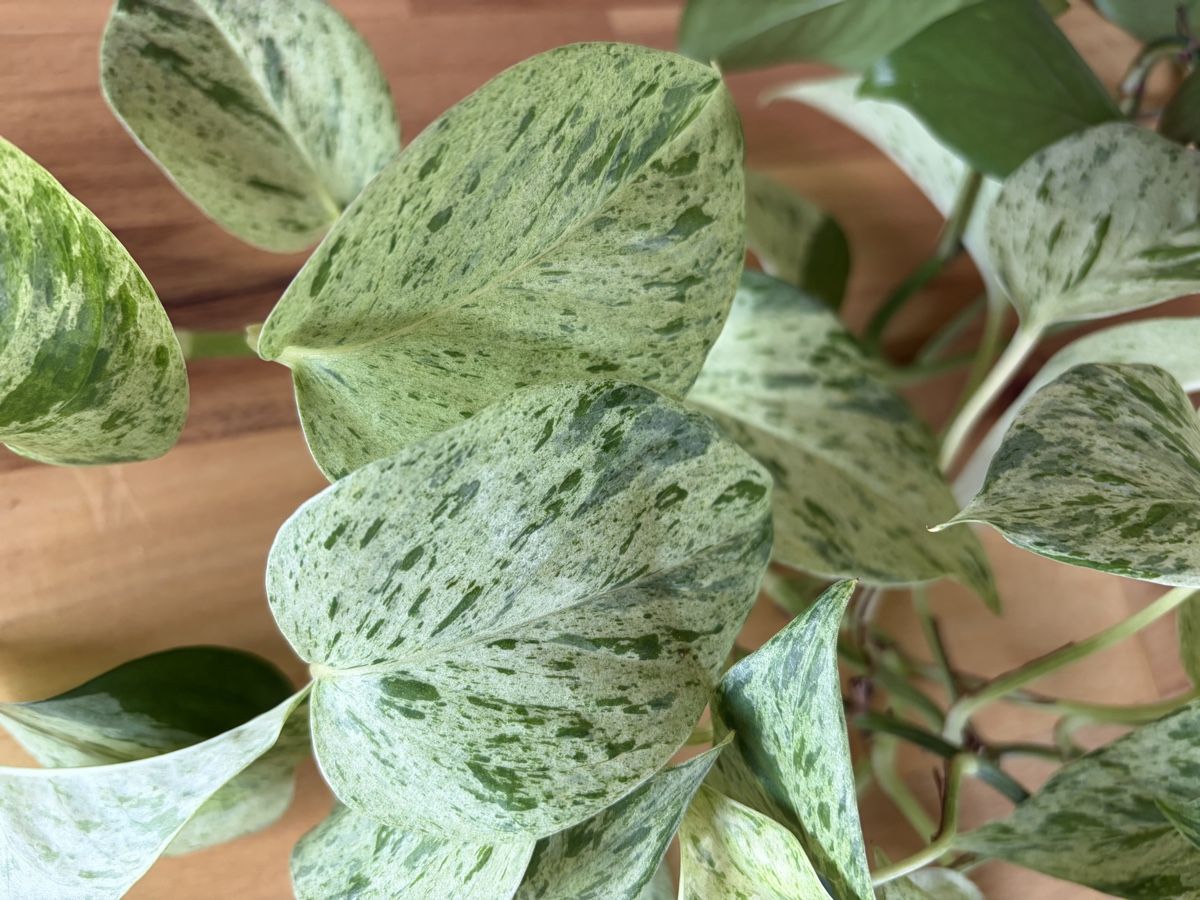 Plantes & graines: Epipremnum Marble Queen mit Topf – D'occasion à Baar par annasorbian 2