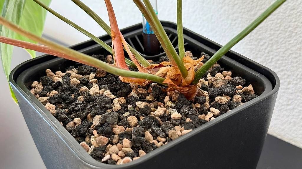 Piante & sementi: Philodendron Gloriosum, Selbstbewässerer, 40cm – Usato da Aadorf venduto da Arkabraa 2