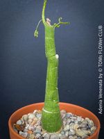Adenia Venenata - Modecca abyssinica - botanische Rarität