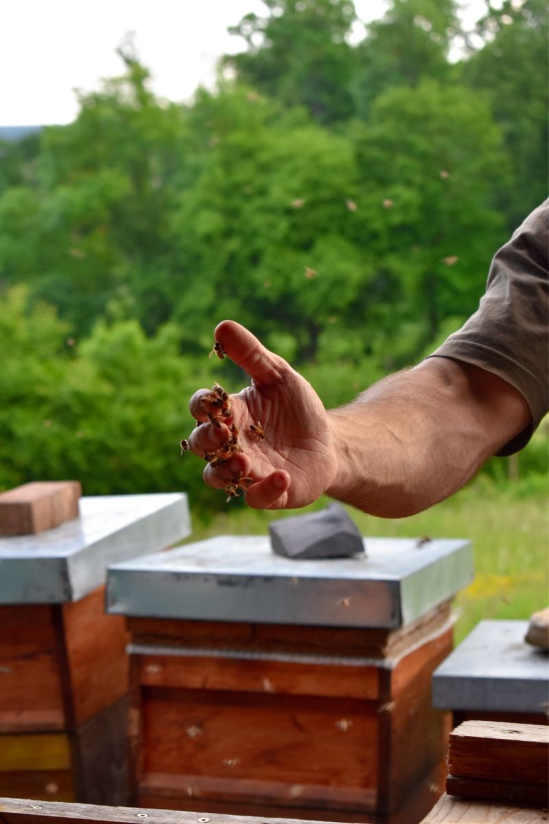 Cibi & Specialità: Bienenpollen 1kg – Nuovo e nell'imballaggio originale da Boll venduto da phi_g2nv 4