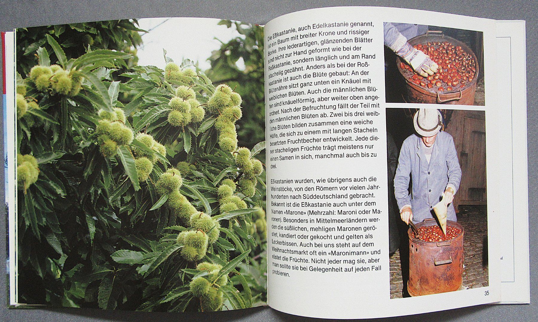 Libri: Der Kastanienbaum - Kindersachbuch – Usato da Auenstein venduto da Padabimbim 7