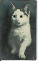 Katze weiss/schwarz mit grünen Glasaugen  ca. 1910 Motiv