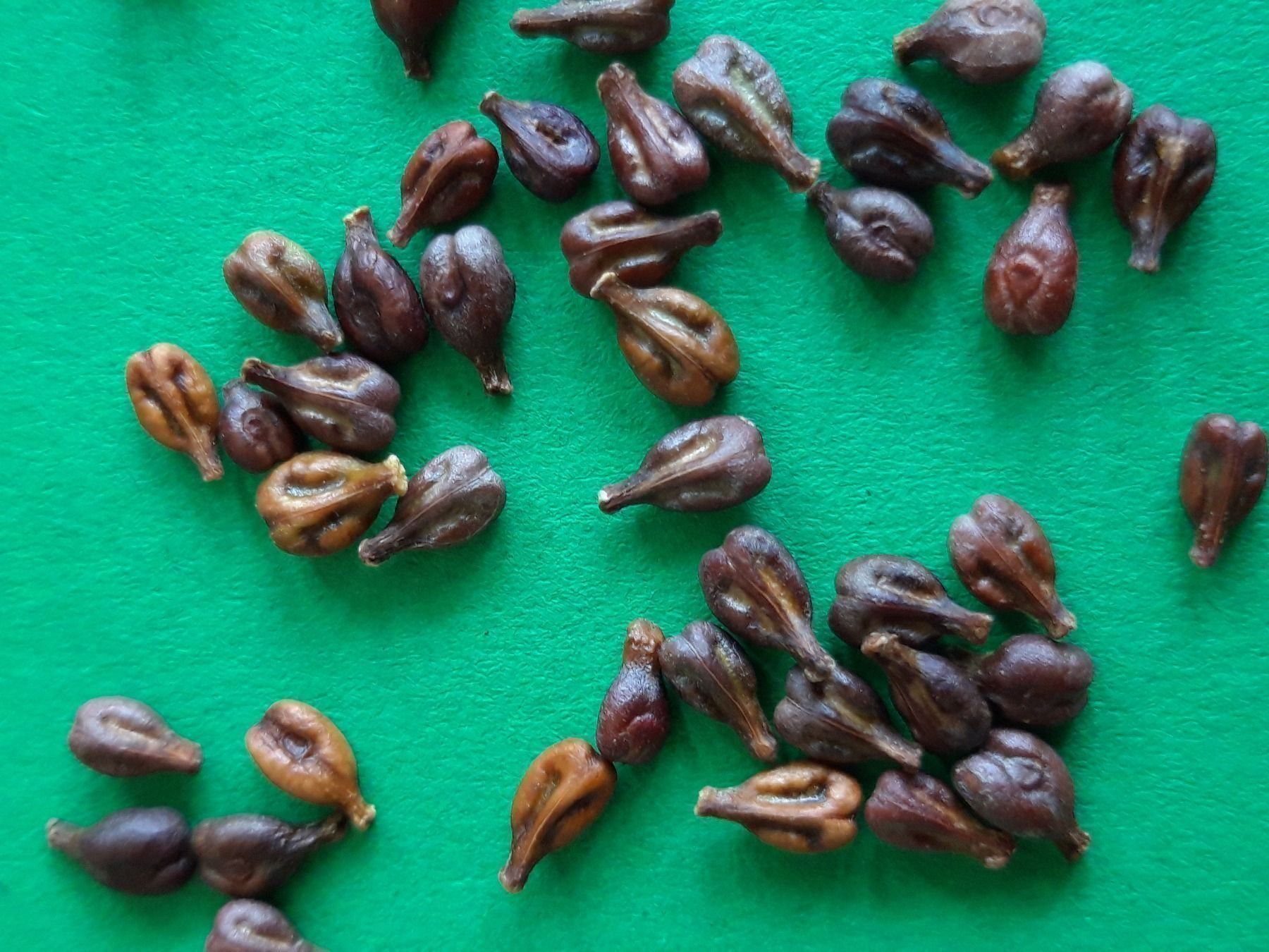 Kissen: 1kg Traubenkerne getrocknet – Neu und originalverpackt aus Lömmenschwil von ritalin01 1