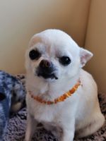 Hundekette -Jerry bräsentiert eine Bernstein/ Amber / Ambre