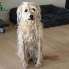 Profile image of ruedinho