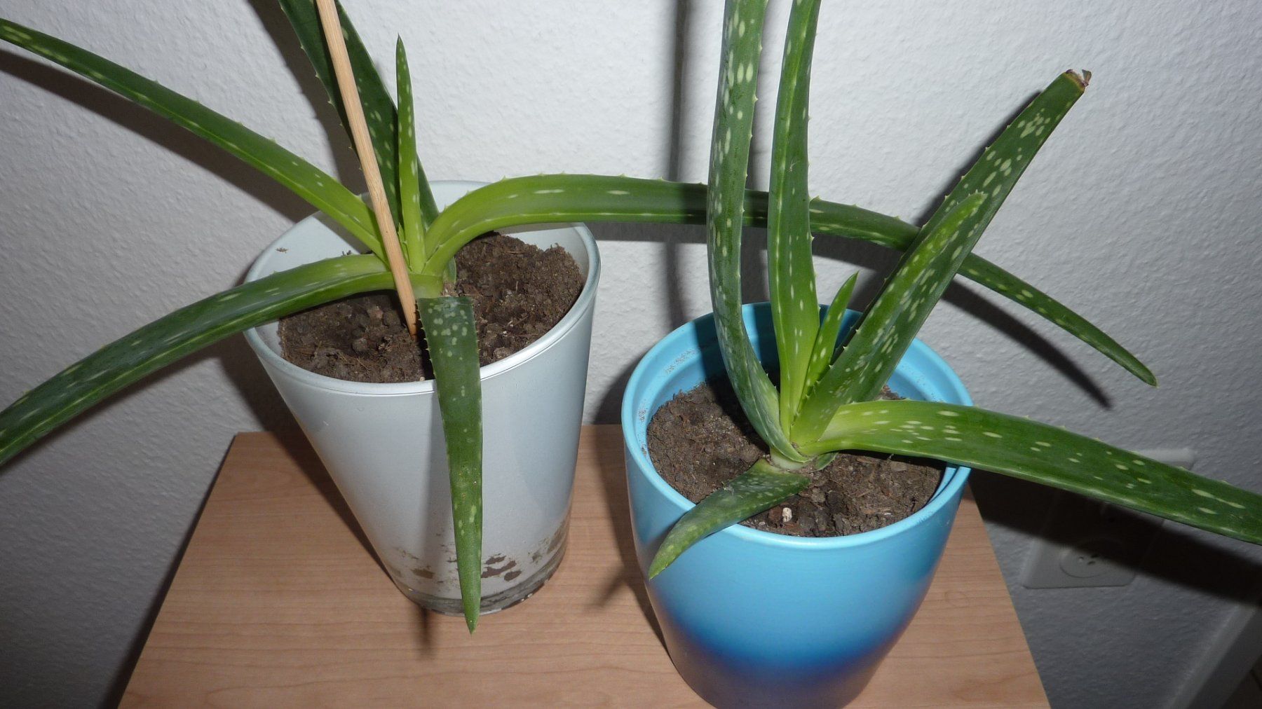 Plantes & graines: 2 aloe vera pflanzen – Neuf (Voir description) à Füllinsdorf par pmarkus 1
